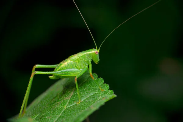 Nymph Zöld Katydid Tettigonia Fajok Satara Maharashtra India — Stock Fotó