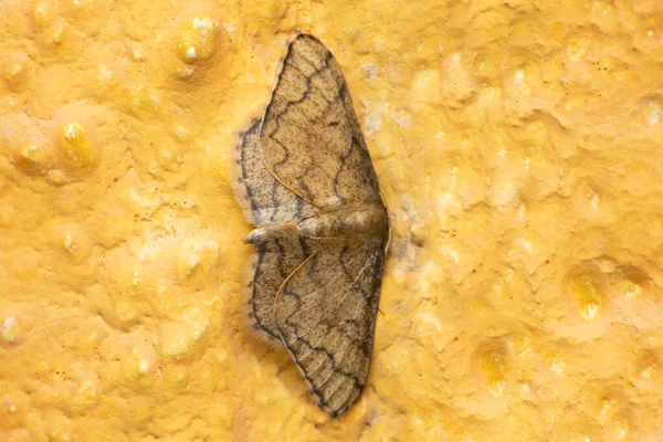 Lesser Wax Moth Achroia Grisella Satara Maharashtra India — Stock Photo, Image