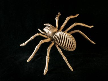 Siyah arka planda bir örümcek tarantula iskeleti modeli.