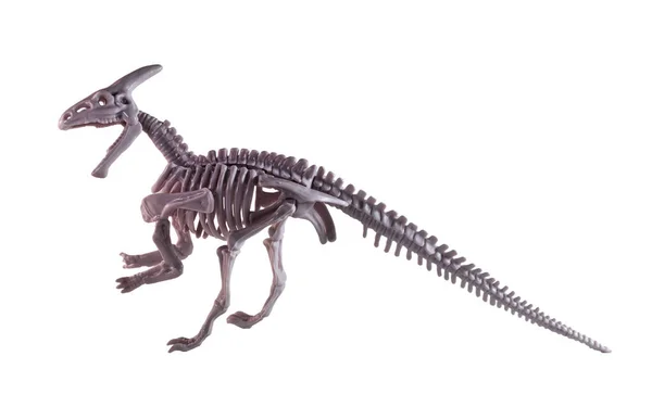 Parasaurolophus Skelett Modell Den Vita Bakgrunden — Stockfoto