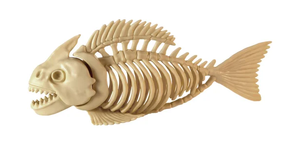 An ancient fish skeleton model on the white background.