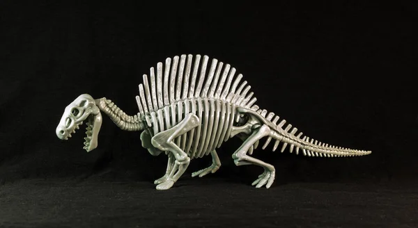 Модель Скелета Спинозавра Чёрном Фоне — стоковое фото