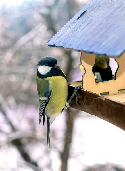 The great tit is sitting on a bird feeder against the backdrop of a snow-covered street.