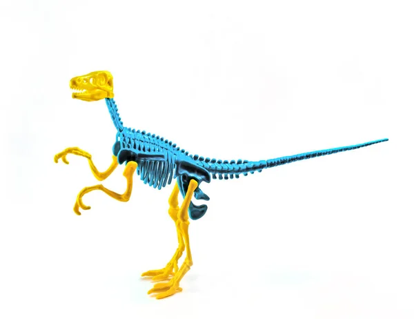 Ett Tvåfärgat Velociraptor Skelett Isolerat Vit Bakgrund — Stockfoto