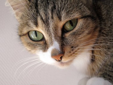 Avrupa Shorthair evcil kedisi