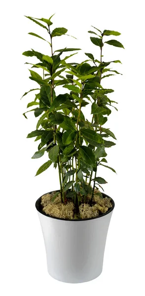 Eine Zimmerpflanze Laurus Weißen Blumentopf Auf Weißem Isolierten Hintergrund — Stockfoto