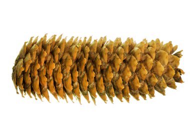 Beyaz arkaplanda izole edilmiş bir köknar konisi.