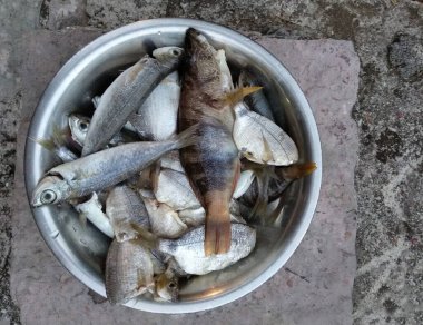 Taze yakalanan balıklar beton iskelede bir tabakta..