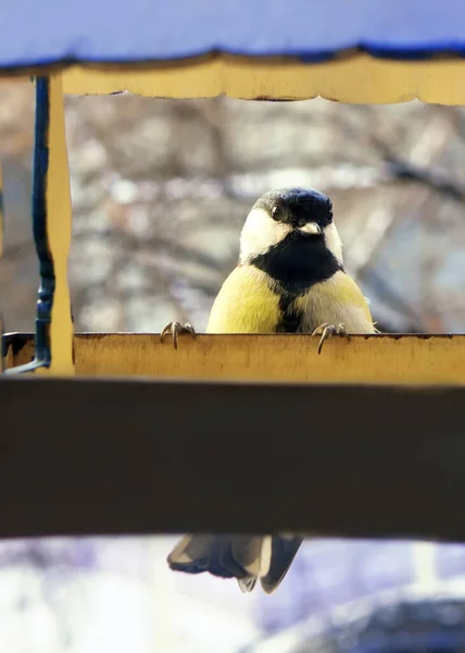 Die Kohlmeise Vogelfutterhäuschen Bei Sonnigem Wintertag — Stockfoto