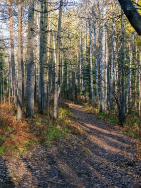 Sonbahar ormanında bir orman yolu Öğleden sonra güneşli bir günde.