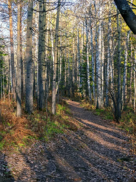 Sonbahar Ormanında Bir Orman Yolu Öğleden Sonra Güneşli Bir Günde — Stok fotoğraf