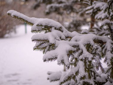 Karla kaplı kış ladin dalı.