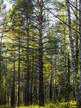 Güneşli bir günde bir sonbahar ormanı öğleden sonra.