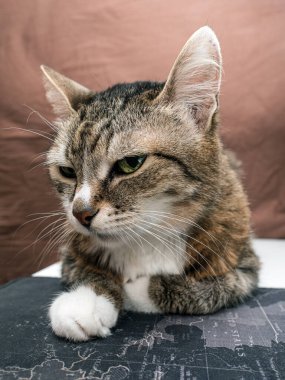 Avrupalı bir Shorthair kedisi. Hayvan portresi