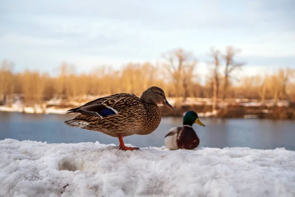 Duck and drake are sitting on the snow near the river.  Winter shoot. Close-up.