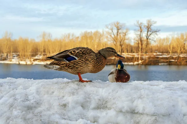 Duck and drake are sitting on the snow near the river. Winter shoot. Close-up.