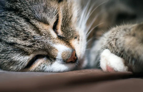 Jefe Del Gato Europeo Shorthair Que Está Durmiendo Retrato Animal — Foto de Stock