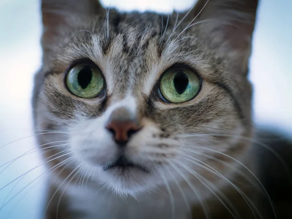 Jefe Del European Shorthair Cat Mira Cámara Retrato Animal Primer —  Fotos de Stock