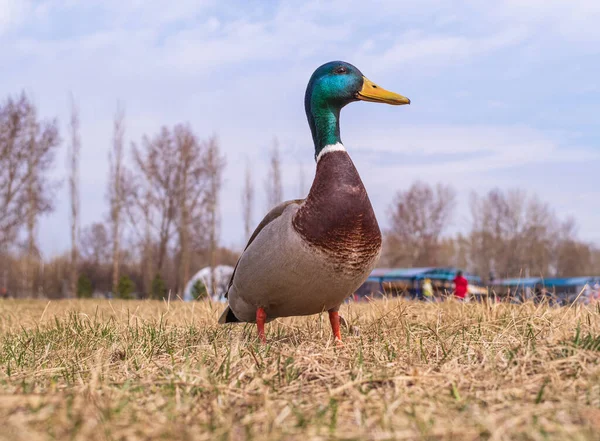 Ánade Macho Está Pie Césped Primer Plano Retrato Ave — Foto de Stock