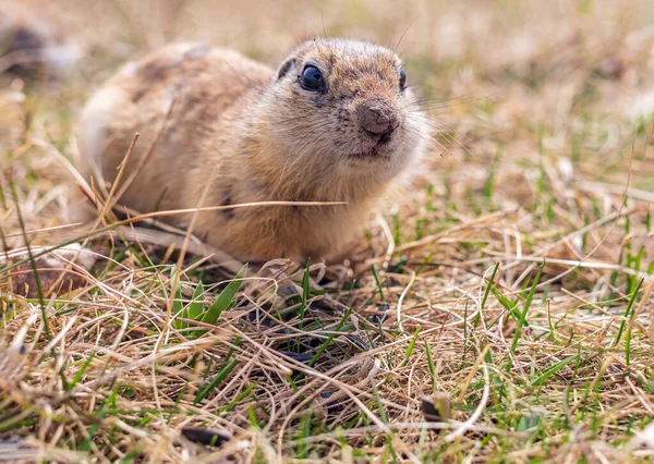 Gopher Trávníku Detailní Záběr Portrét Zvířete — Stock fotografie