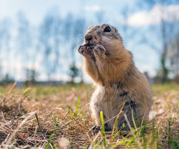 Gopher Lawn Close Portrait Animal — стоковое фото