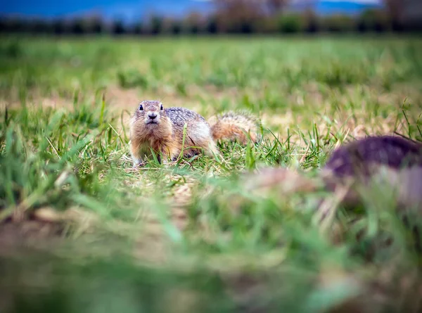 Gopher Trawniku Patrzy Kamerę Zbliżenie Portret Gryzonia — Zdjęcie stockowe