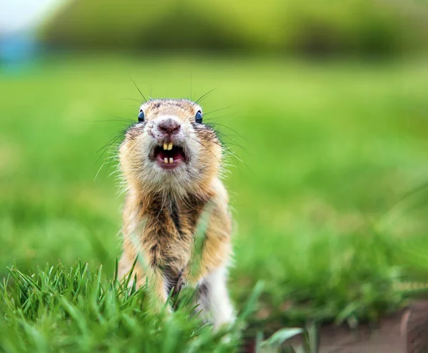 Gopher Césped Está Mirando Cámara Primer Plano Retrato Roedor — Foto de Stock