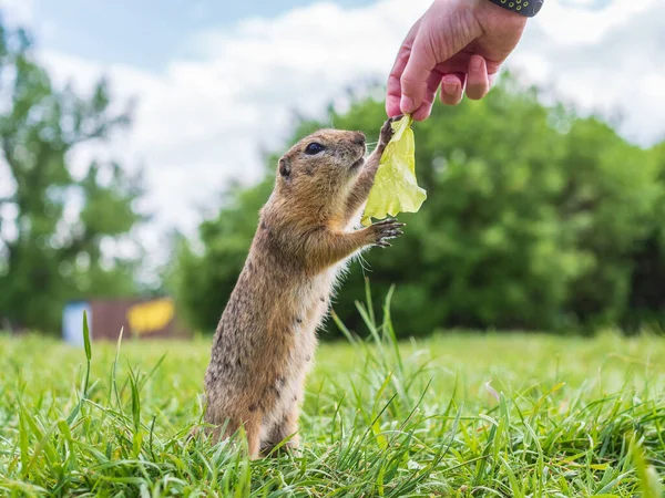 Gopher Europea Está Tomando Una Hoja Lechuga Una Persona Primer — Foto de Stock