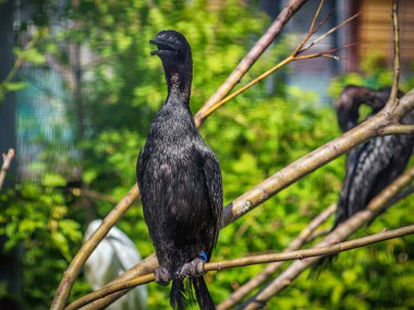 Pelajik karabatak kameraya bakıyor. Yakın plan. Kuş portresi.