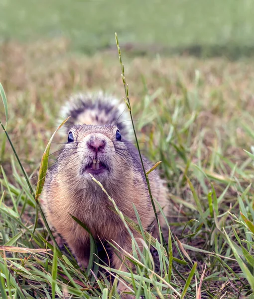 Europese Gopher Het Gazon Kijkt Naar Camera — Stockfoto