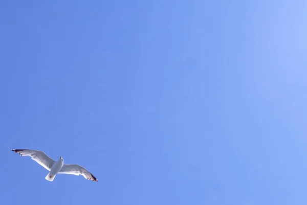 Seagull Flies Background Cloudless Blue Sky — Stock Photo, Image