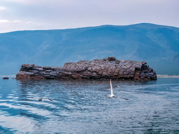 Αποικία Πουλιών Στο Μοναχικό Νησί Καλαμπόκια Και Γκρίζοι Γλάροι — Φωτογραφία Αρχείου