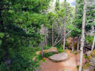 Yoğun ormandaki küçük açıklık.