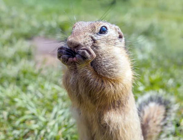 European Gopher Gräsmattan Tittar Kameran — Stockfoto