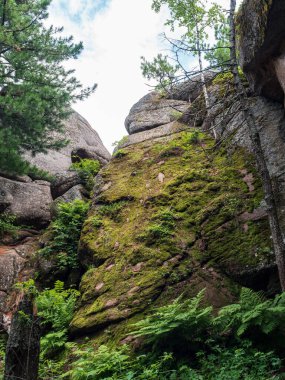 Rocks in the forest overgrown with moss and ferns. Siberian taiga.