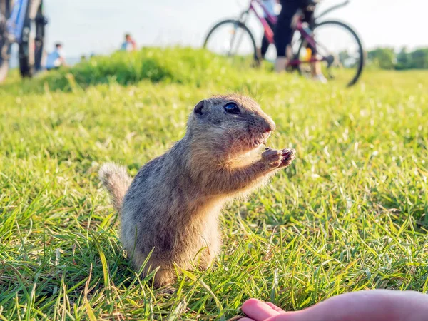 Gopher Está Comiendo Una Golosina Sus Manos Césped Contra Telón — Foto de Stock