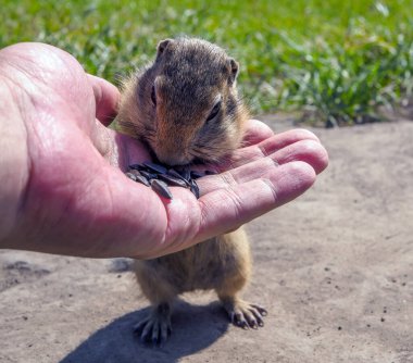 European gopher is eating sunflower grains from human hand.	