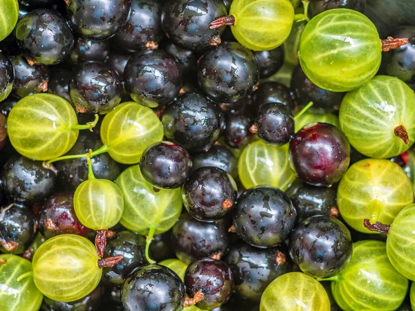 Mezclado Grosellas Grosellas Primer Plano Alimento Ecológico Saludable — Foto de Stock