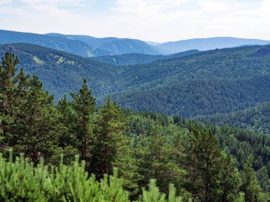 Yoğun bir kozalaklı ormanın görüntüsü. Yukarıdan görüntüle.