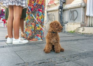 Zencefilli kaniş kaldırımda insan bacaklarının yanında oturuyor..