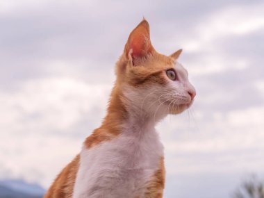 Küçük kırmızı & beyaz kedi yavrusu dışarıda oturuyor.