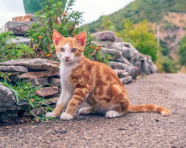 Küçük kırmızı & beyaz kedi yavrusu dışarıda oturuyor ve kameraya bakıyor.
