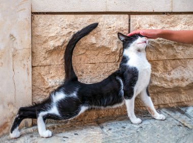 Bir çocuğun eli dışarıdaki siyah bir kediyi okşar..