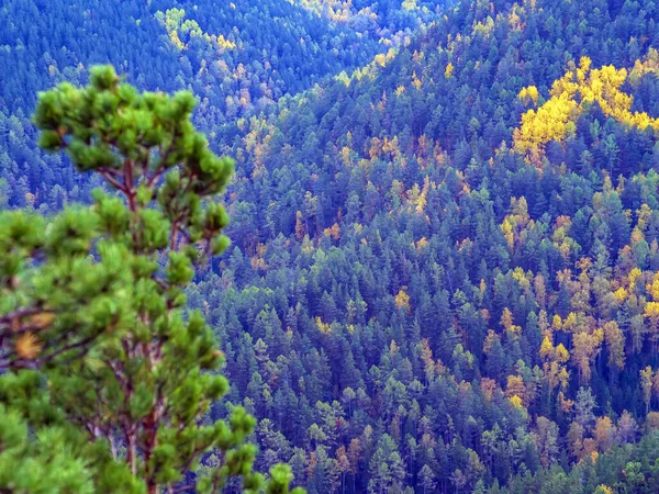 Вид Різнокольорові Гірські Дерева Лісі Яскравий Барвистий Осінній Ліс — стокове фото