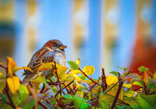 Sparrow Está Sentado Nos Arbustos Close — Fotografia de Stock
