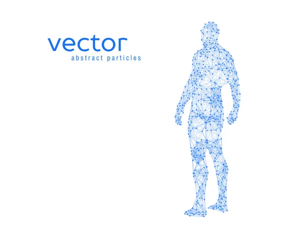 Vektorillustration des menschlichen Körpers — Stockvektor