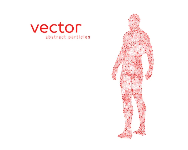 Векторні ілюстрації людського тіла — стоковий вектор