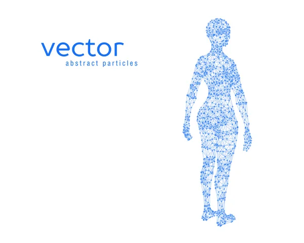 Ilustración vectorial del cuerpo femenino — Archivo Imágenes Vectoriales