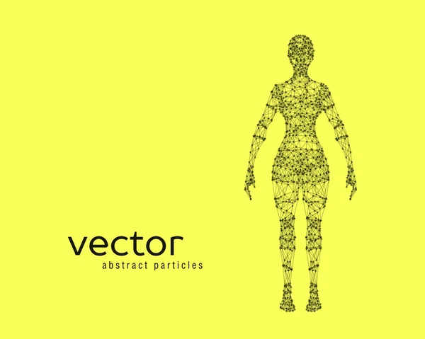 Vektorillustration des weiblichen Körpers — Stockvektor