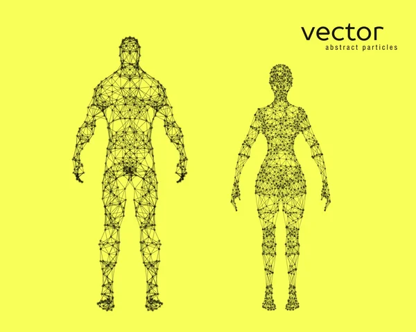 Ilustración vectorial del cuerpo masculino y femenino — Archivo Imágenes Vectoriales